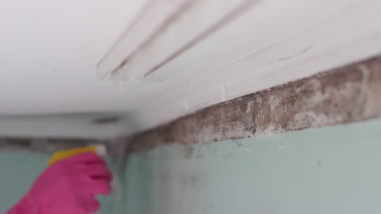 Trusted Palos Heights, IL Mold Removal Experts